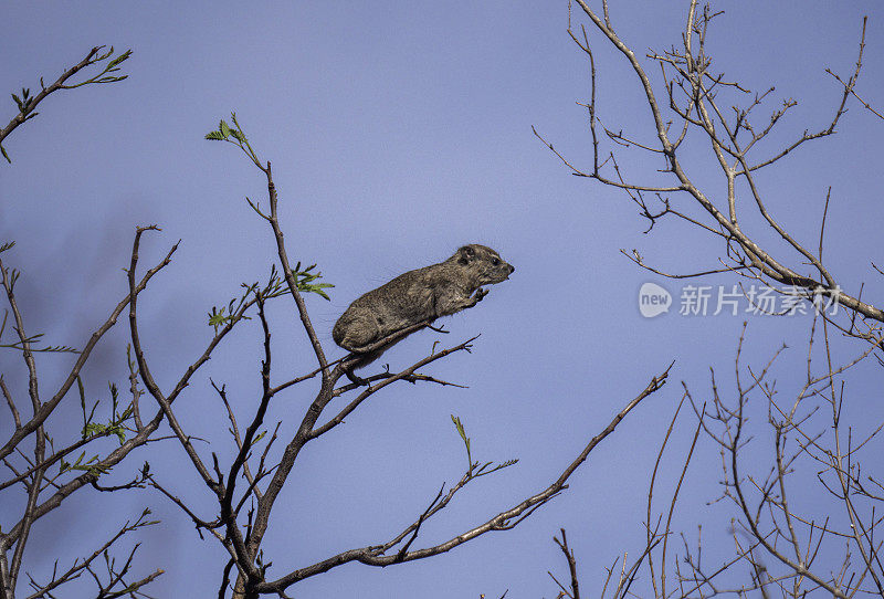 岩兔(Procavia capensis)，也叫dassie，， Cape hyrax，岩兔，